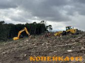 Расчистка территорий от деревьев и пней от 1 Га фото2